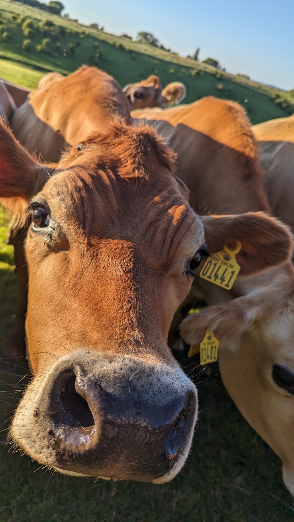 Nieuwsgierige Jersey-koe in een Deens weiland